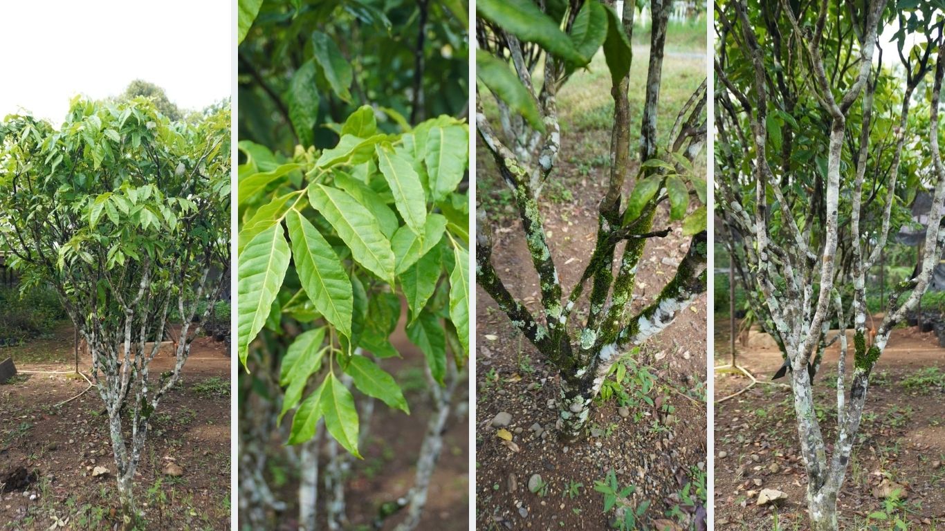 Clausena anisata