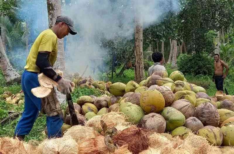 usaha kelapa